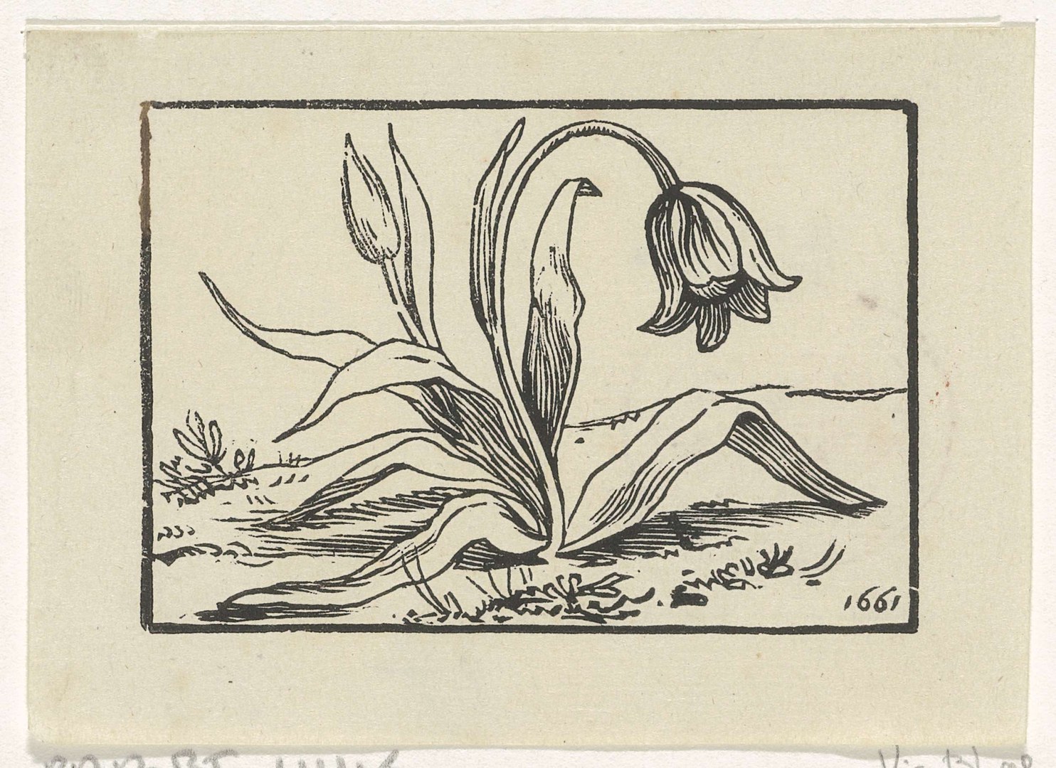 Dirck de Bray: Tulp in bloei, 1661, Rijksmuseum, Amsterdam